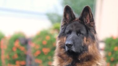 Kameraya bakan bir Alman çoban köpeğinin yakın çekimi, evin bekçi köpeği. Yüksek kalite 4k video