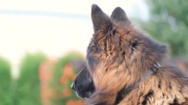 Güzel bir Alman çoban köpeğinin portresi. Güzel hayvanlar.