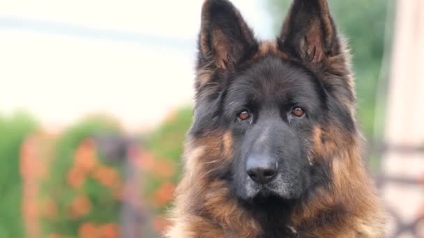 Een Oude Duitse Herder Kijkt Naar Camera Een Waakhond Huis — Stockvideo