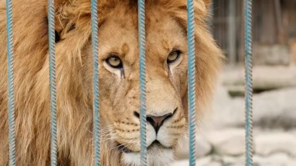 Lejonet Bakom Galler Närbild Ett Lejon Zoo Tittar Genom Ett — Stockvideo