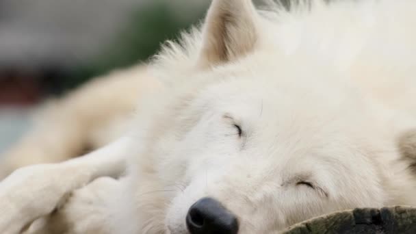 Στιγμιότυπο Βίντεο Έναν Αρκτικό Λευκό Λύκο Κοιμάται Στο Κλουβί Του — Αρχείο Βίντεο
