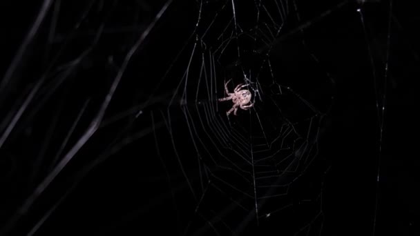 Halloween Konceptet Stor Spindel Jagar Natten Den Kryper Nätet Video — Stockvideo