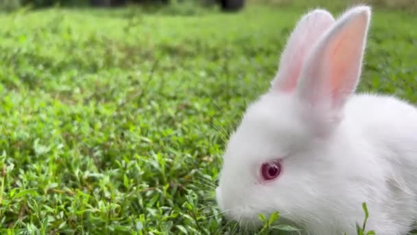 Malý Bílý Králík Zelenou Trávu Krásný Králík Dívá Kamery Zpomaluje — Stock video