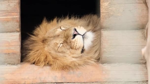 Great Mighty Lion Sleeps His Booth Sticking His Head Out — Stock Video
