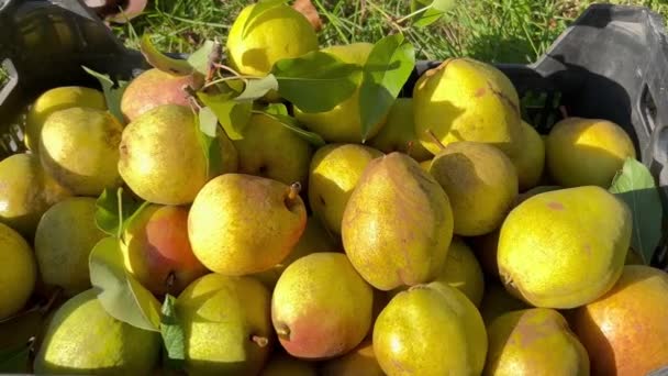 Ekologiska Gula Päron Hösten Fruktplockning Fruktkost Video Närbild Video — Stockvideo