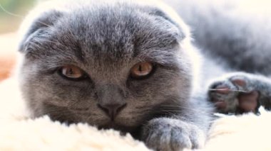 Güzel bir İskoç tekir kedinin yakın plan portresi. Yavaş çekim