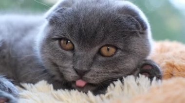 Kürk yalayan güzel bir İskoç kedisine yakından bakın. Ağır çekim. 4k video