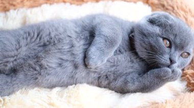 Gri bir İskoç kedisi tembel tembel yatakta yatıyor. Rahatlama konsepti. Tatildeki güzel kedi. Yüksek kalite 4k video
