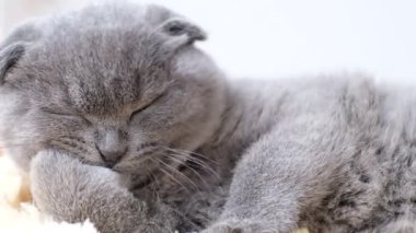 Küçük bir kedi pençesini yalıyor, İskoç bir tekir yatağın üzerinde yatıyor. Kapat.