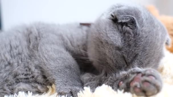 Liten Skotsk Grå Katt Tvättar Sig Genom Att Slicka Pälsen — Stockvideo