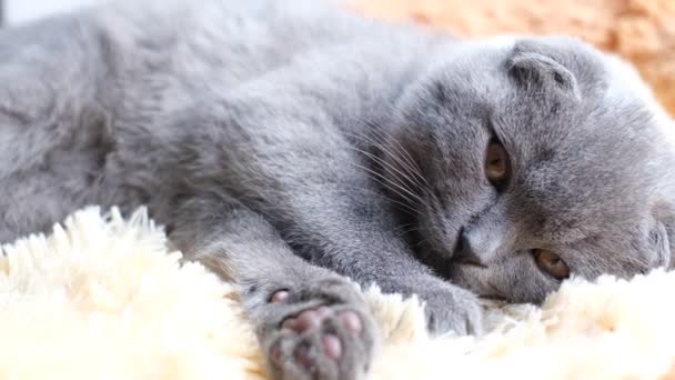 灰色のスコットランドの猫がベッドの上にゆったりと横たわっている リラクゼーションの概念 休暇中の美しい猫 高品質4Kビデオ — ストック動画