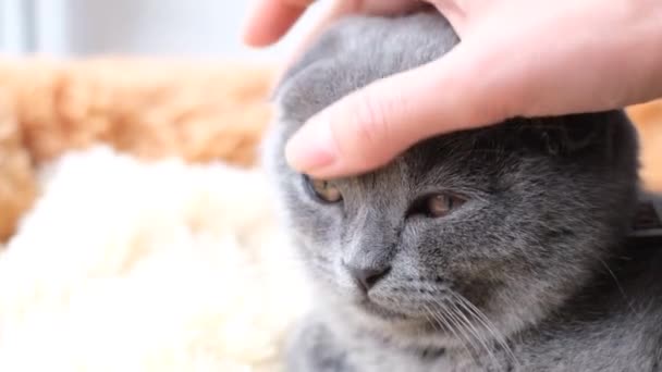 女性の手が小さなスコットランドの灰色の猫を撫でている 彼はベッドの上に横たわっていると休息 4Kビデオ — ストック動画