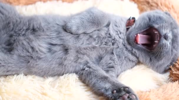 Güzel Skoç Kedisi Esniyor Yatağa Uzanıyor Uykuya Dalıyor Video — Stok video