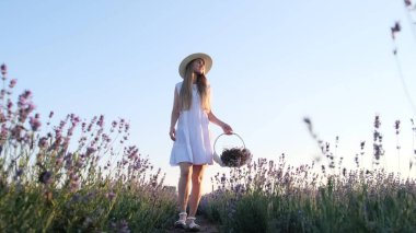 Sabahın erken saatlerinde, elinde sepeti olan beyaz elbiseli genç bir kız lavanta tarlasında yürüyor..