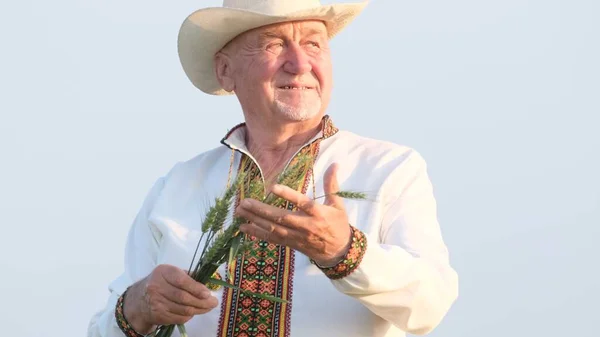 Elderly Man Stands Field Holds Wheat Ears Ukrainian Farmer — Stok fotoğraf