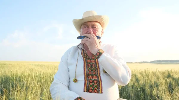 Elderly Ukrainian Embroidered Jacket Playing Harmonica Middle Wheat Field Old — Stok fotoğraf