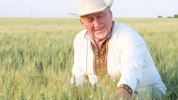 Ukrainian Peasant Embroidered Jacket Touches Wheat Concept Preservation Ukrainian Grain — Stok fotoğraf