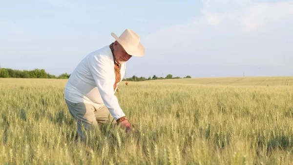 Farmer Walking Wheat Field Touching Plant Ukrainian Farmer Embroidery Concept — 스톡 사진