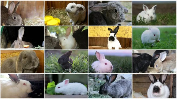 Králičí Sbírka Koláží Čistokrevní Králíci Krásní Králíci Velikonoční Koncept Koláž — Stock fotografie