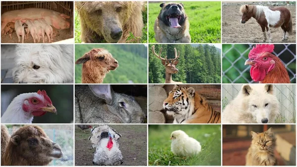 Видеомонтаж Стен Различных Животных Сельскохозяйственных Животных Диких Животных Птиц Видеоколлаж — стоковое фото