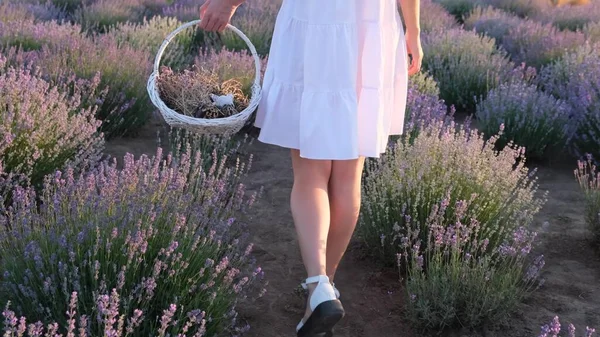 Provence France Woman Picking Lavender Flowers Lavender Farm Harvest Female — Stock Fotó