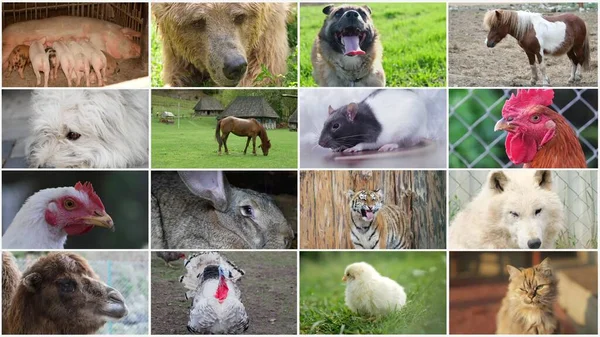 视频拼贴 一群农场动物 动物视频片段的拼贴 优质4K视频 — 图库照片