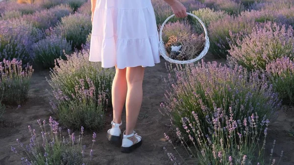 Egy Fiatal Lány Lábai Sétáltak Előre Provence Közepén Egy Kosárral — Stock Fotó
