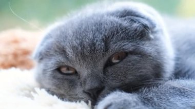 Gri bir tekir kedi yatakta yatar ve uykuya dalar. Güzel kedi yavrusu. 4k video