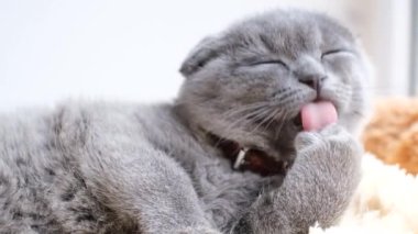 İngiliz tekir kedisi sabahları yatakta yatarken rahatlar ve kendini yıkar. Mutlu hayvanlar..