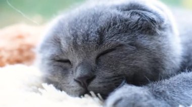 Uykulu İngiliz kedi yavrusu pencere eşiğinde dinleniyor. Gri bir kedi portresi. Kapat.