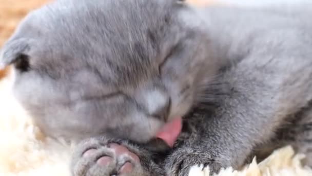 灰色のタビー猫がベッドに横になって眠りにつく 美しい子猫のクローズアップ 4Kビデオ — ストック動画