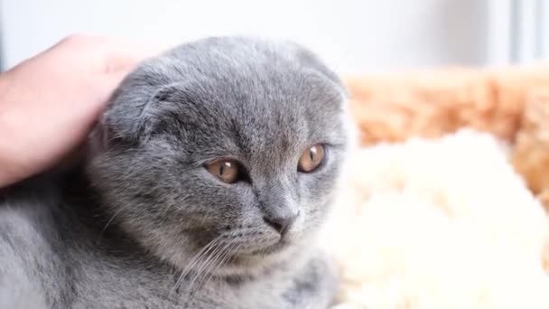 人間の手は灰色のタビー猫をベッドに寝そべって寝転がっている 美しい子猫のクローズアップ 4Kビデオ — ストック動画