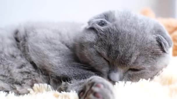 純血種の英国のタビー子猫はリラックスし ベッドに横たわっている間に足を舐めます ハッピーペット ホーム — ストック動画