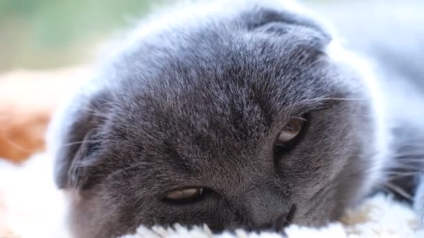 Portret Śpiącego Brytyjskiego Kociaka Zamykającego Oczy Leżącego Łóżku Zwierzęta Odpoczywają — Wideo stockowe