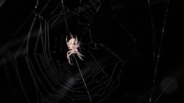 Bir ağ üzerinde oturan büyük bir örümcek gece avlanır. Örümcek bir eklembacaklıdır.