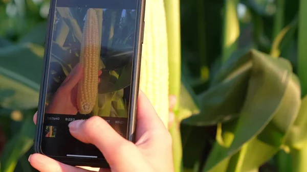American Male Farmer Examines Corn Heads Sun Shining Leaves Medium — Stok fotoğraf