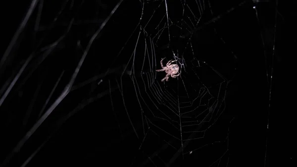 万圣节的概念 一只大蜘蛛在夜间捕猎 在网上爬行 4K视频 — 图库照片