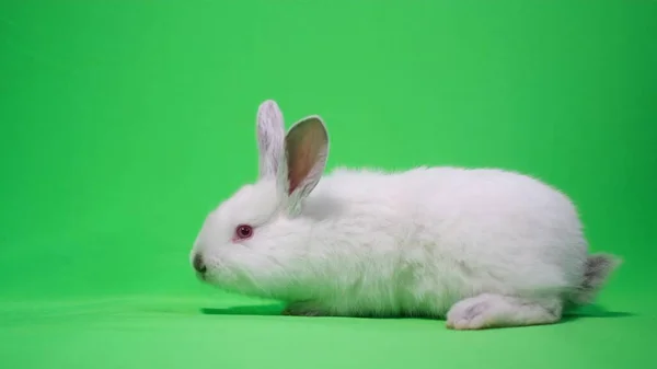 White Fluffy Rabbit Green Background Chromakey Background High Quality Video — 图库照片