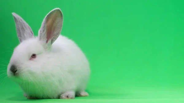 White Fluffy Rabbit Green Background Chromakey Background High Quality Video — Stock fotografie