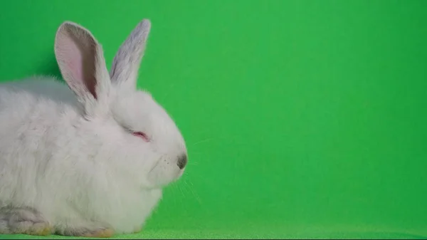 아름다운 토끼는 배경에 이듭니다 토끼는 비디오 — 스톡 사진