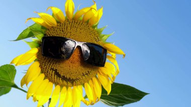 Mavi gökyüzünün arka planında güneş gözlüklü parlak sarı ayçiçeği. Sahada sarı bir ayçiçeğinin başında güneş gözlüğü. Ayçiçeği yağının yaratıcı reklamı
