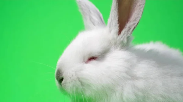 Close Cute White Rabbit Red Eyes Falling Asleep Isolated Green — Photo