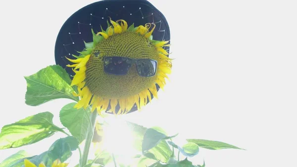 Gelbe Sonnenblumenblüten Sonnenbrille Und Hut Auf Dem Feld Vor Strahlendem — Stockfoto