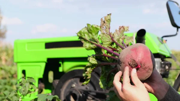 Freshly Picked Red Beets Close Organically Clean Vegetables Vegetable Garden — 스톡 사진
