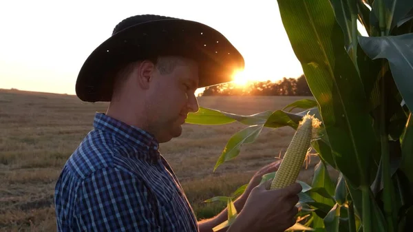 Smart Male Farmer Agronomist Checks Controls Quality Corn Harvest Average — ストック写真