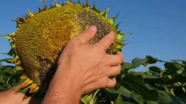 Young Farmer Examines Flowering Sunflower Analyzes Harvest Agronomist Working Yellow — Stockfoto