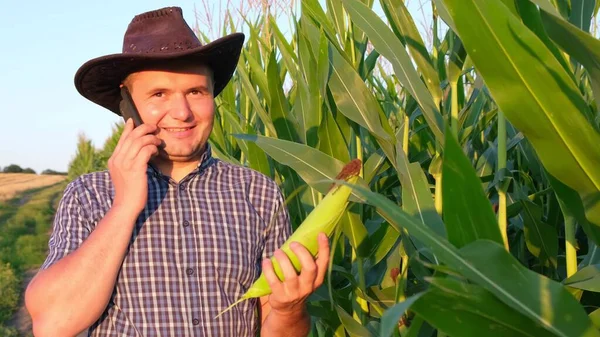 농학자 가곡물을 옥수수 배경에 검사한다 분야이다 옥수수 밭에서 수확물을 연구하고 — 스톡 사진
