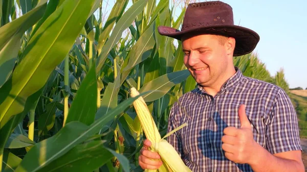 Agriculture Agronomy Farmer Agronomist Corn Field Studies Harvest Sunset Video — ストック写真