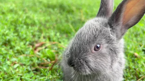 Petit Lapin Gris Mangeant Herbe Verte Beau Lapin Regardant Caméra — Photo