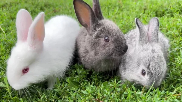Группа Кроликов Ест Зеленую Траву Красивый Кролик Смотрит Камеру Замедленное — стоковое фото